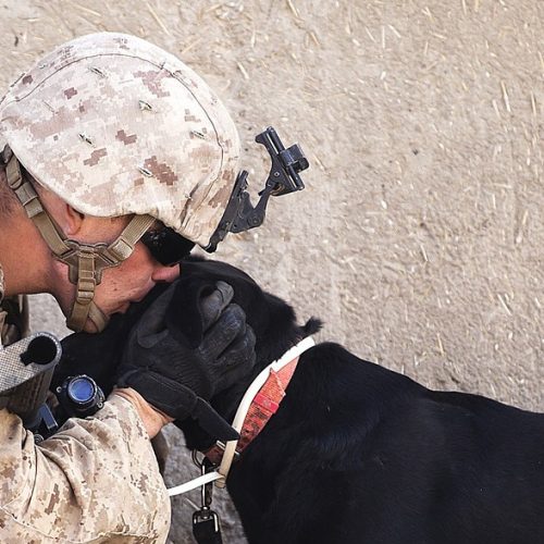 soldier-and-dog-1-500x500